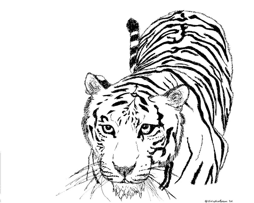 Tiger in pencil
