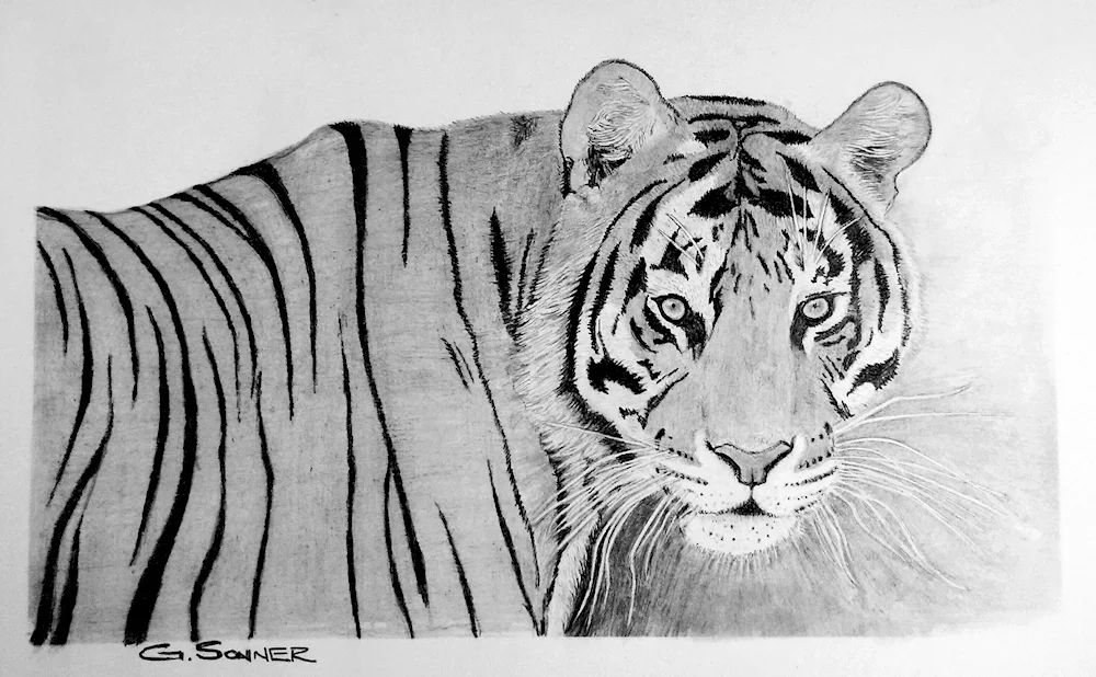 Tiger drawing in pencil for drawing