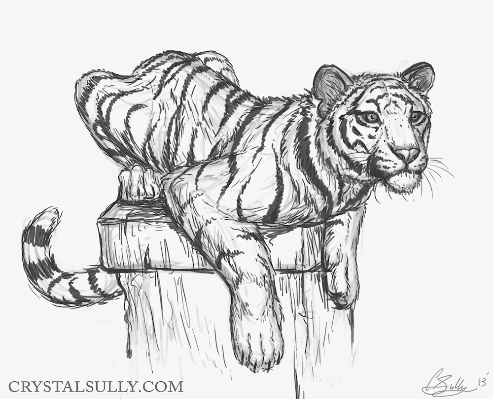Tiger pencil drawings of tigers for drawing