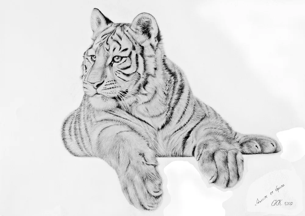 Tiger drawing