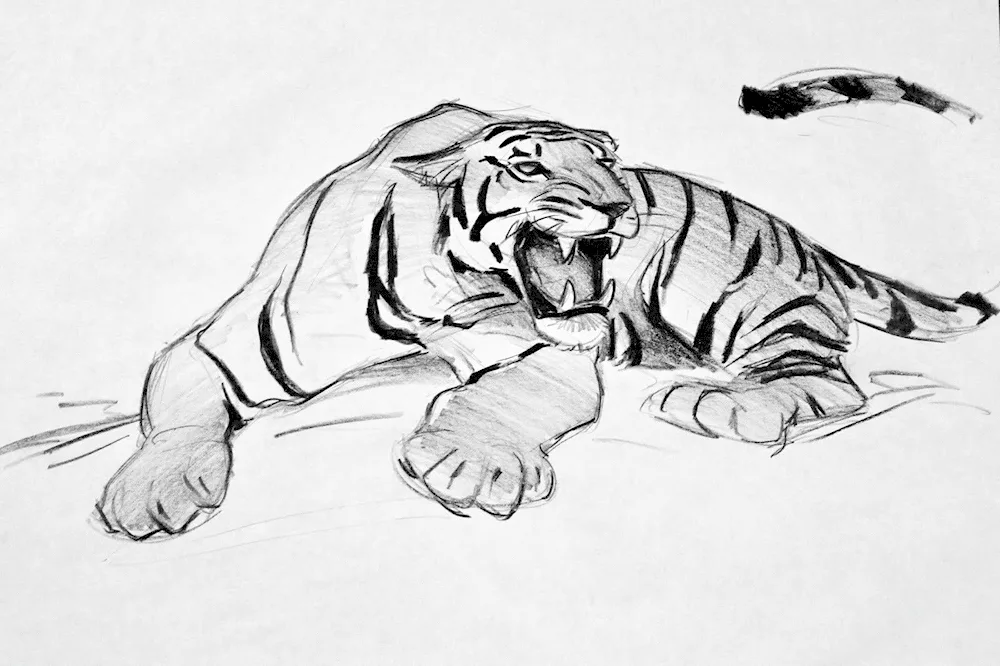 Tiger drawing