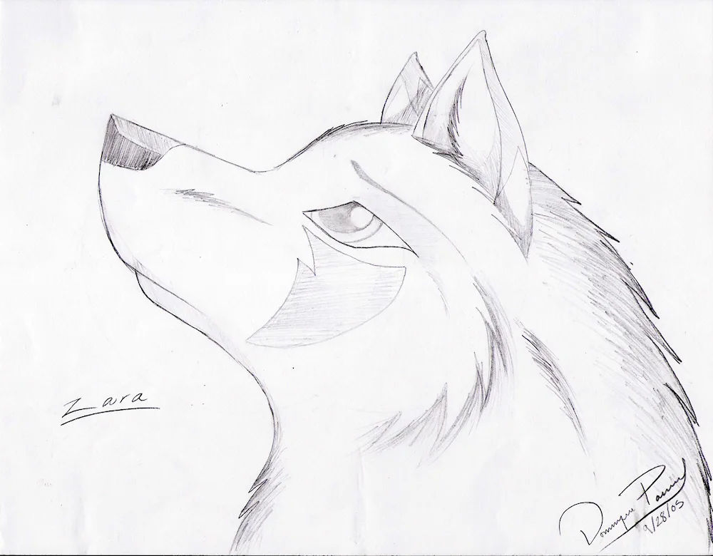 Wolf drawing in pencil for sketching freehand drawings