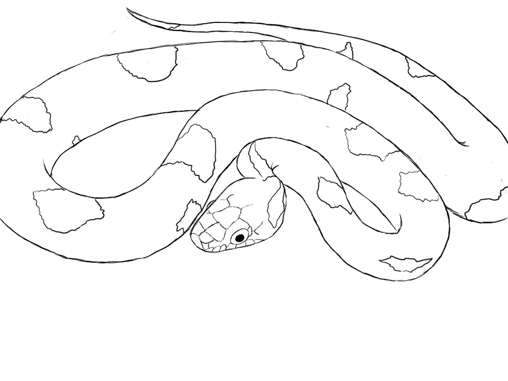 Snake drawings for kids for drawing