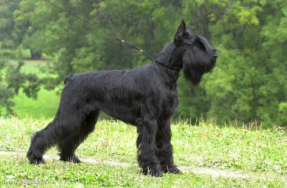 Lohm's Terrier