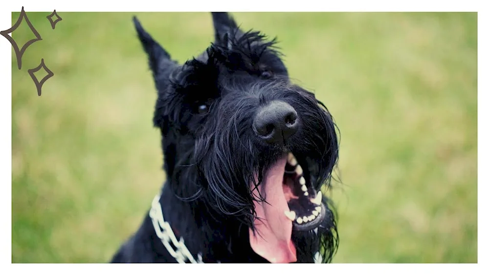 Hard-haired Dachshund