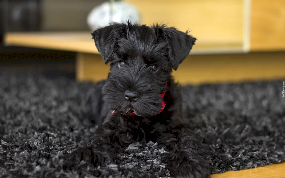 Reeser schnauzer