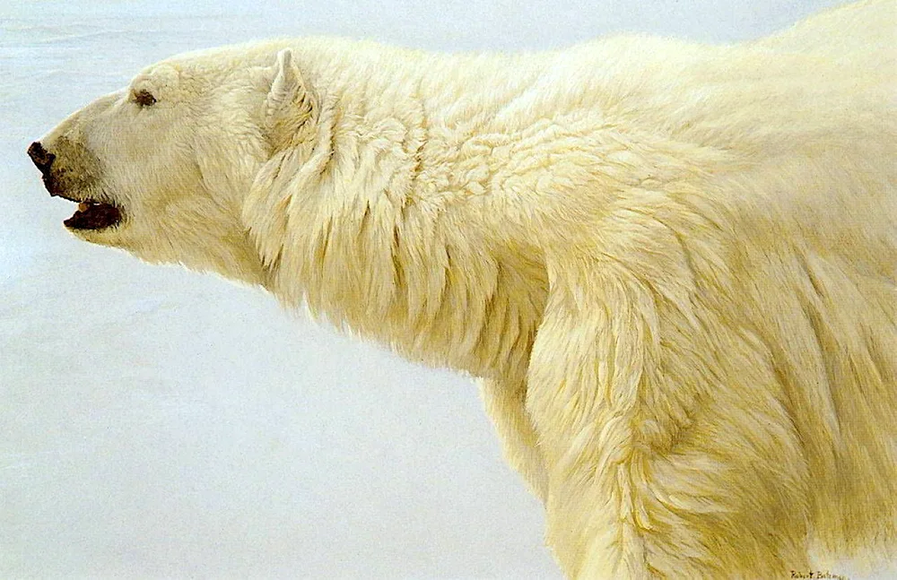 Bald polar bear without fur