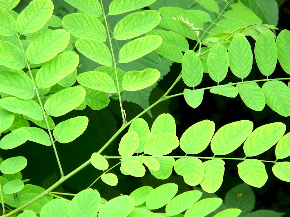 Robinia pseudoacacia leaf