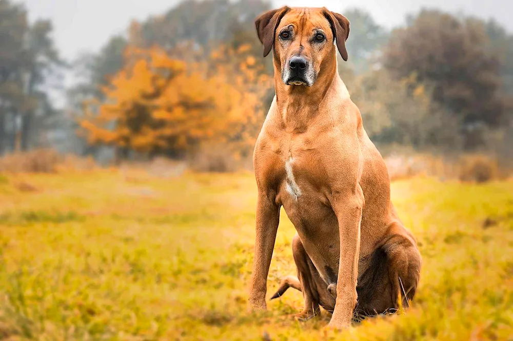 Hardhound Ridgeback