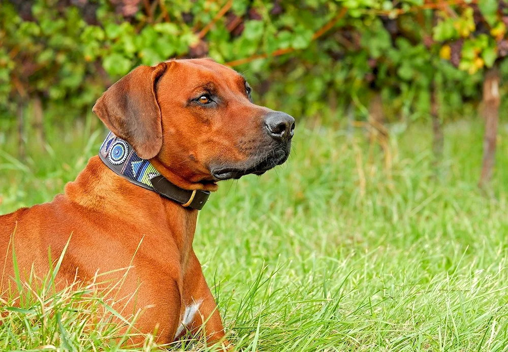 Rhodesian ridgeback