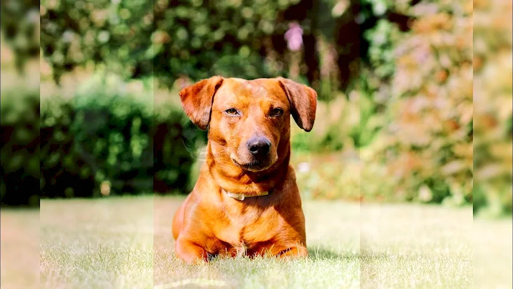 Rhodesian Ridgeback