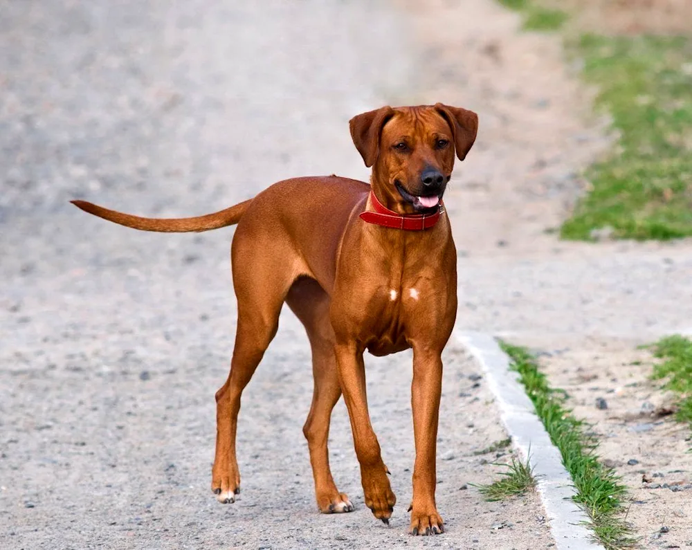 Rhodesian ridgeback