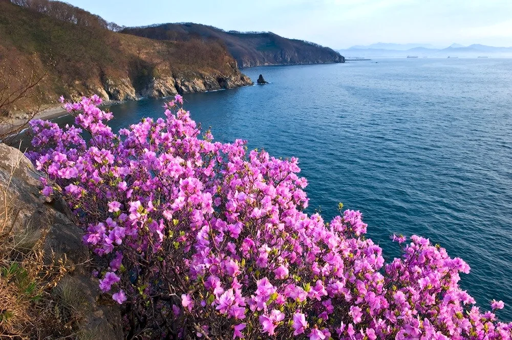 Rhodododendron Daursky Baikal