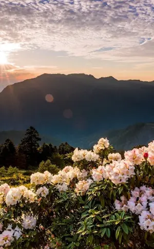 Rhododendron in the monti- Sibillini