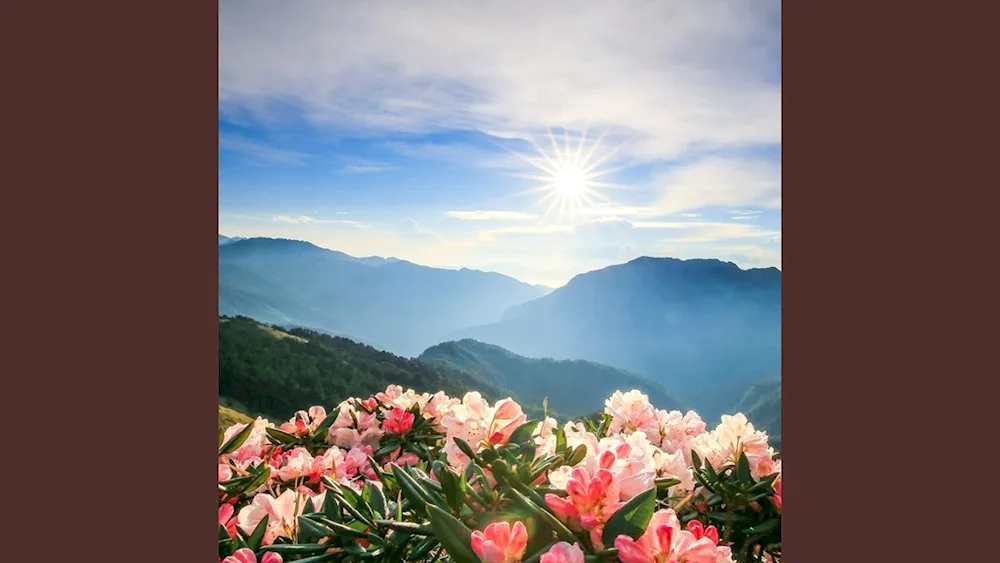 Rhododendron in the mountains of Monti Sibillini