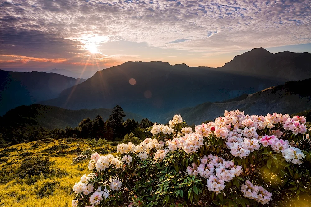 Rhodododendron in the mountains of Monti- Sibillini