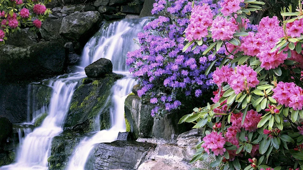 Rhodododendrons by the waterfall