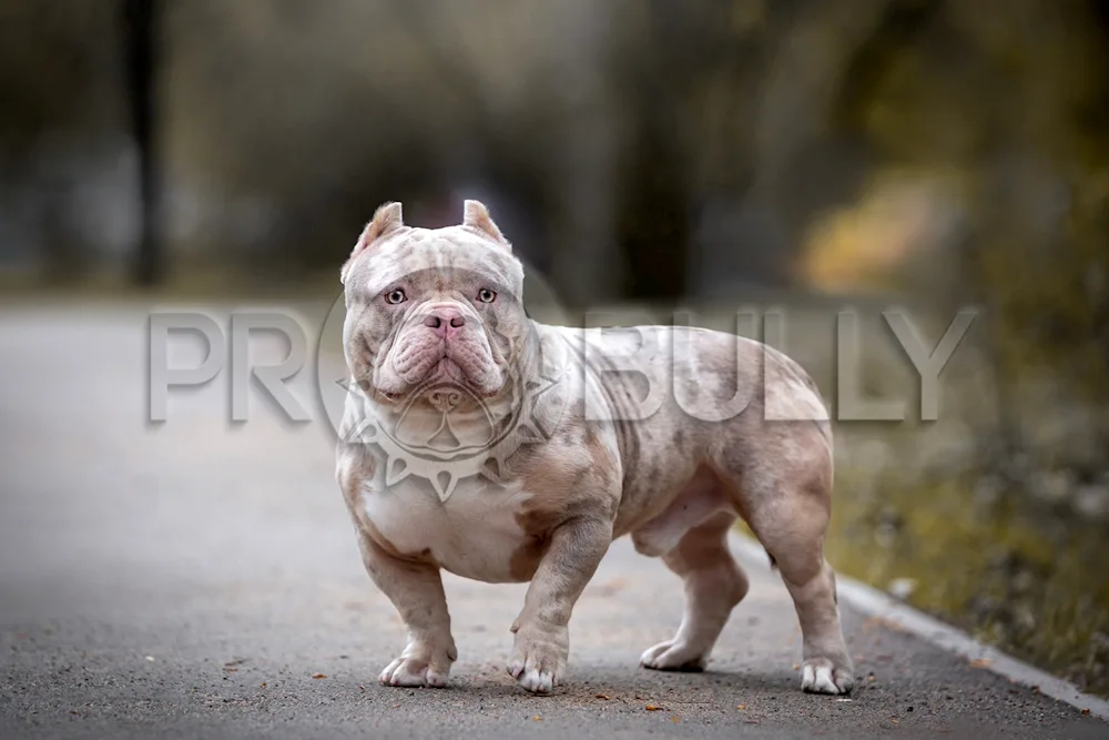 American Bullie dog