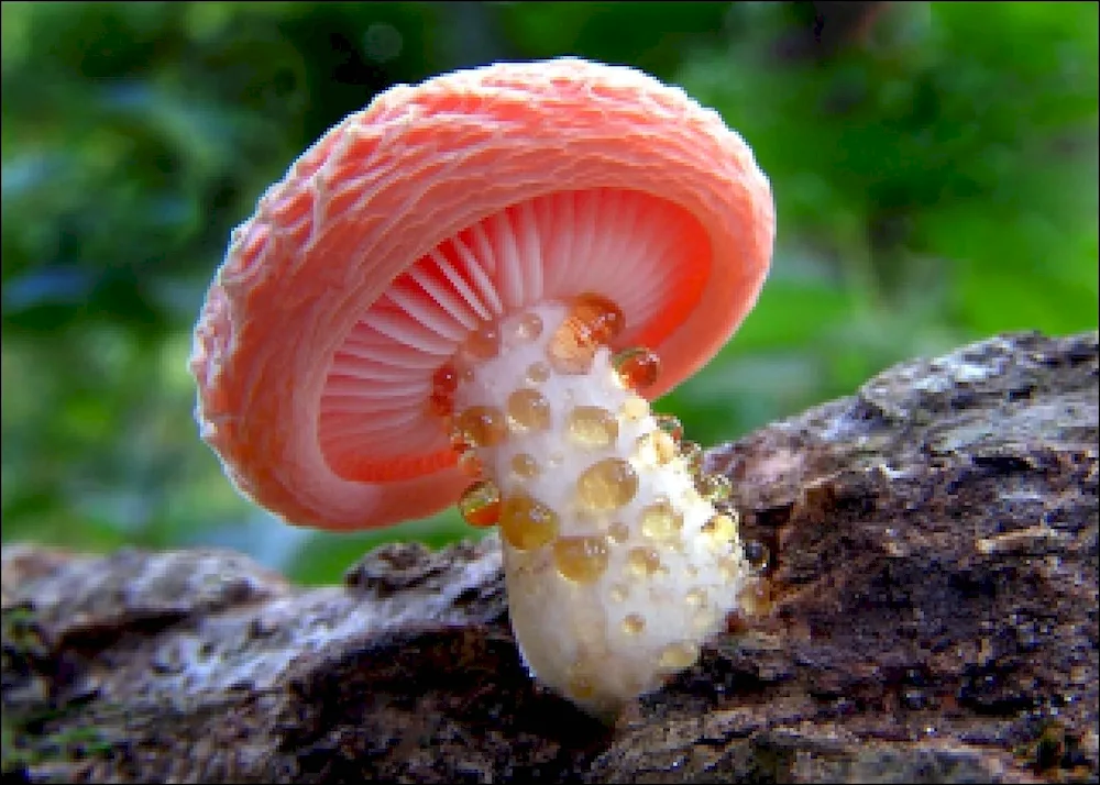 Funny mushrooms