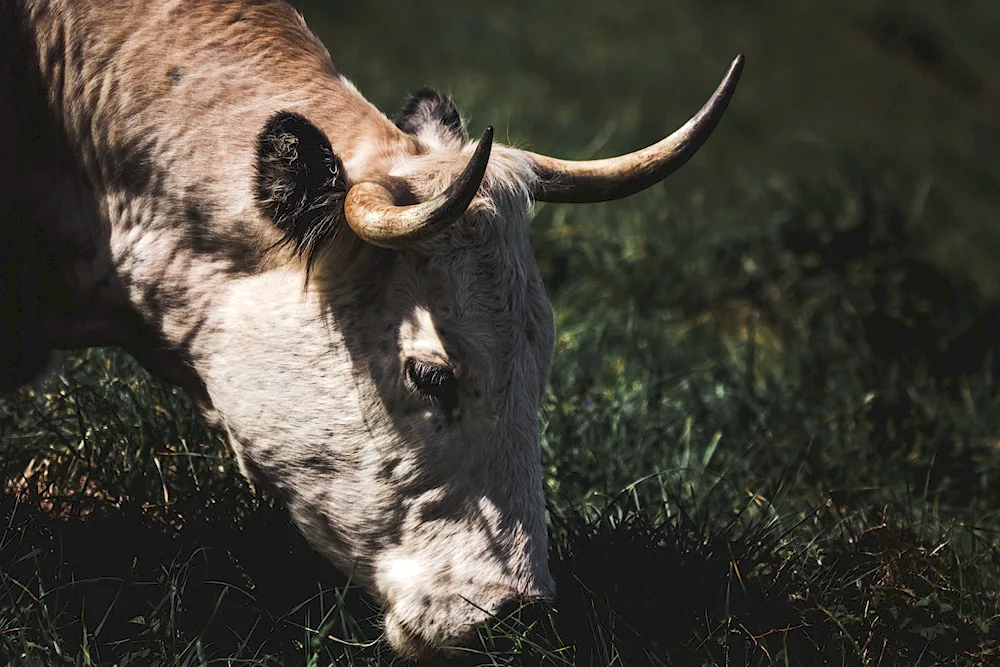 Bison horn