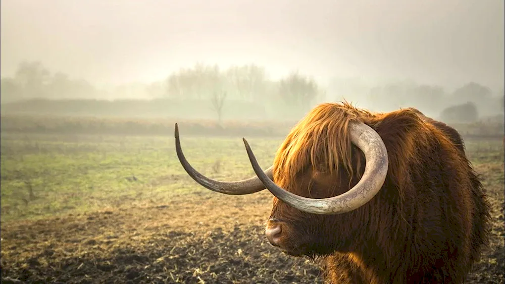 Muzzle bull