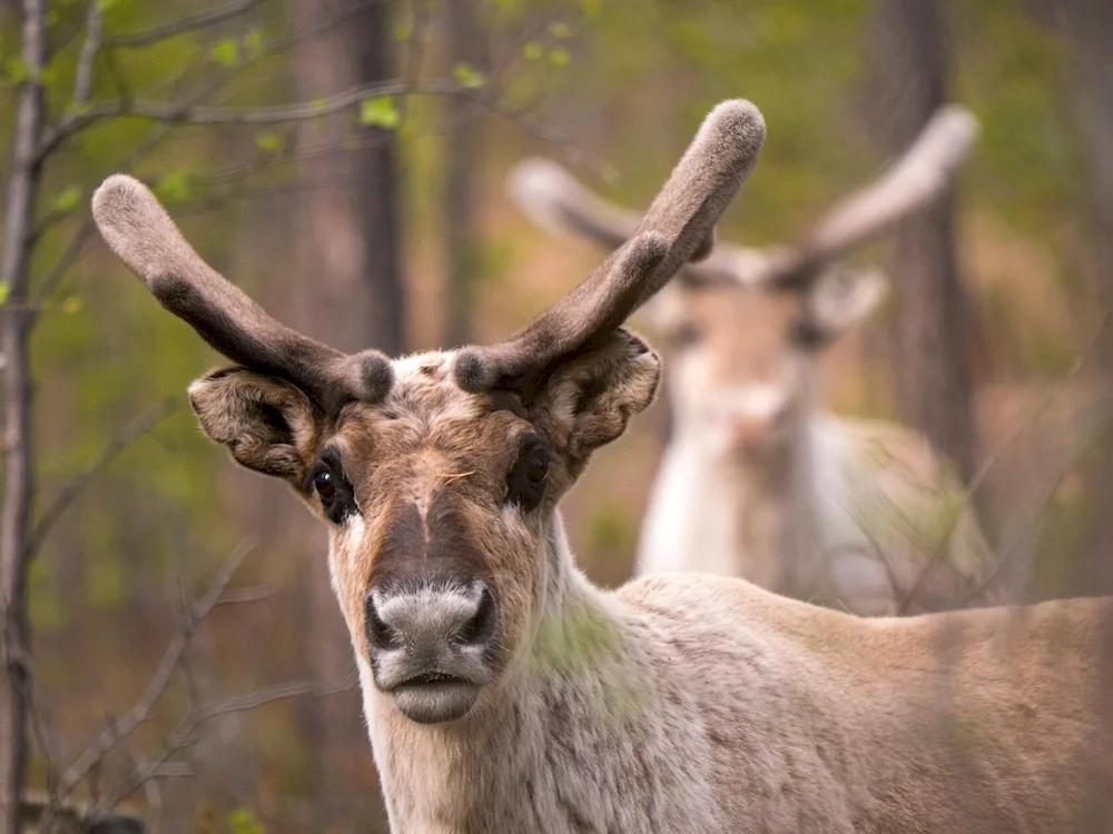 Crested deer