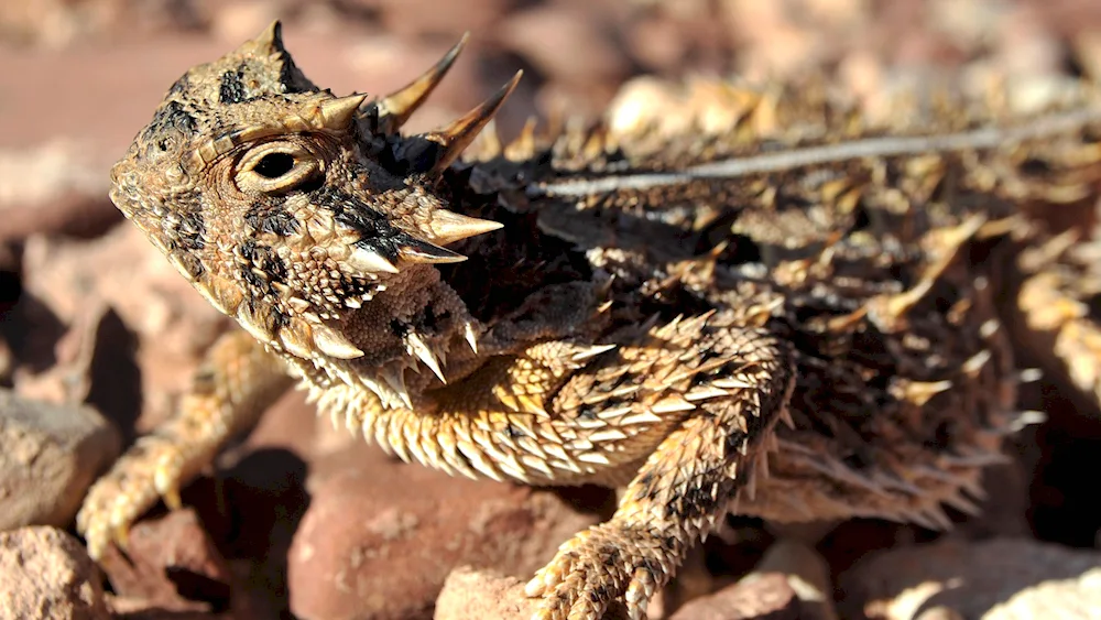Bearded dragon agama