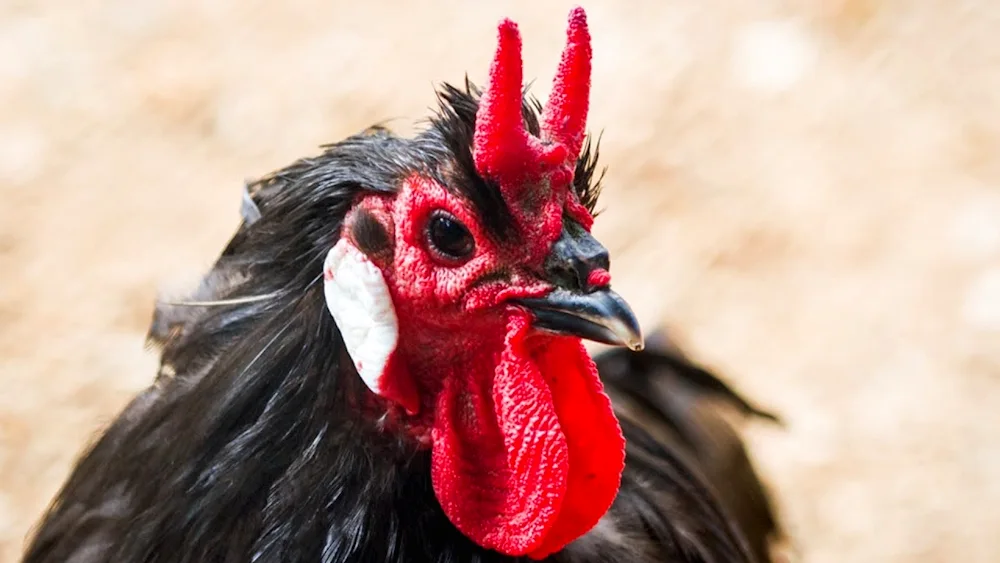 Red rooster hairstyle