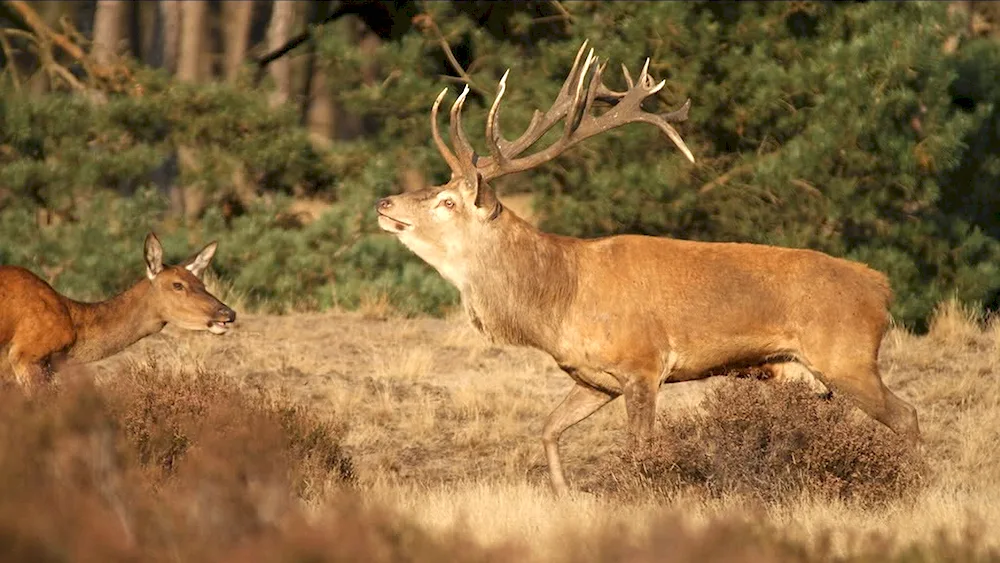 Horned deer