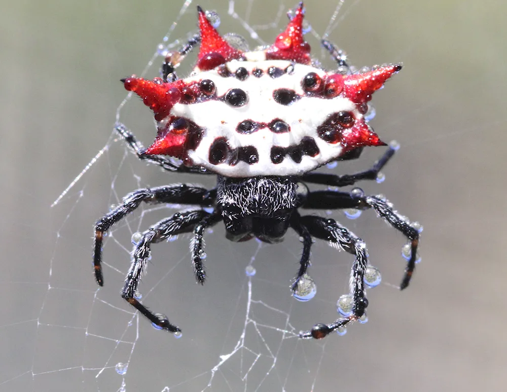 Red-backed roundworm spider