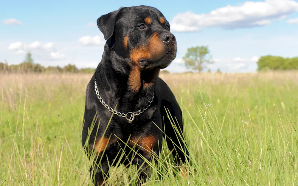 Rottweiler puppy