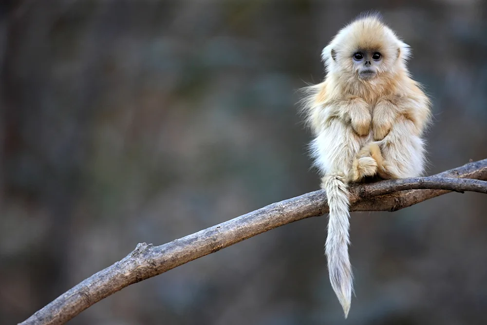 Orangutan albino