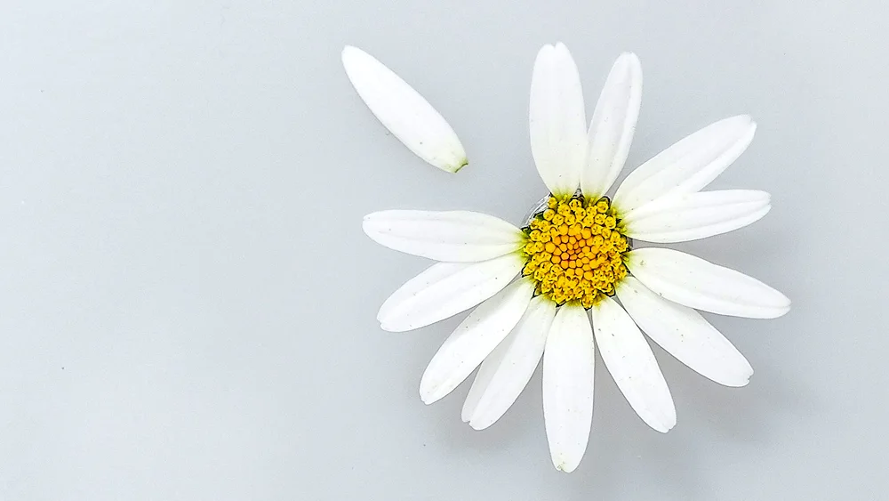 Daisy wallpaper Daisy Flower