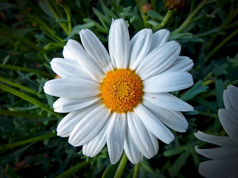 Daisy Amelia Chamomile background