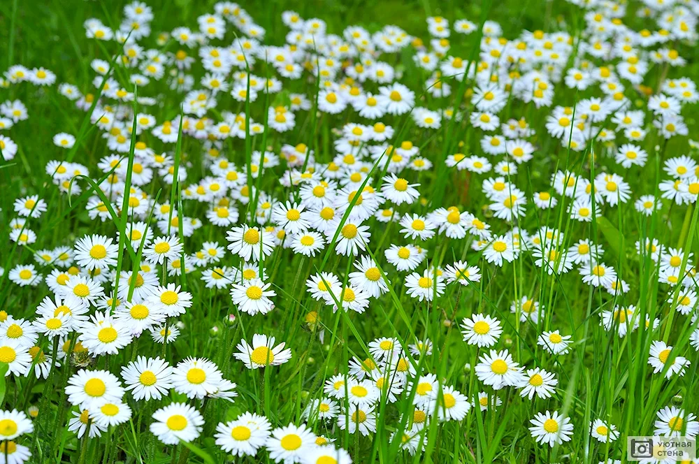 Daisy Field