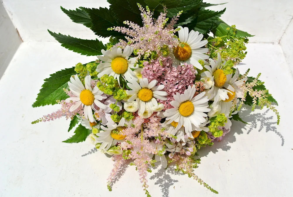 Daisy matricaria bouquet