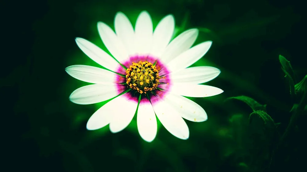 Daisy neon