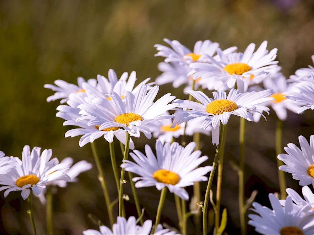 Daisy flowers