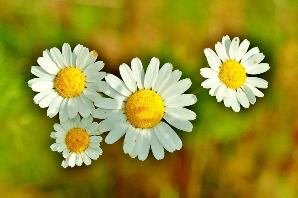 Chamomile background for kindergarten