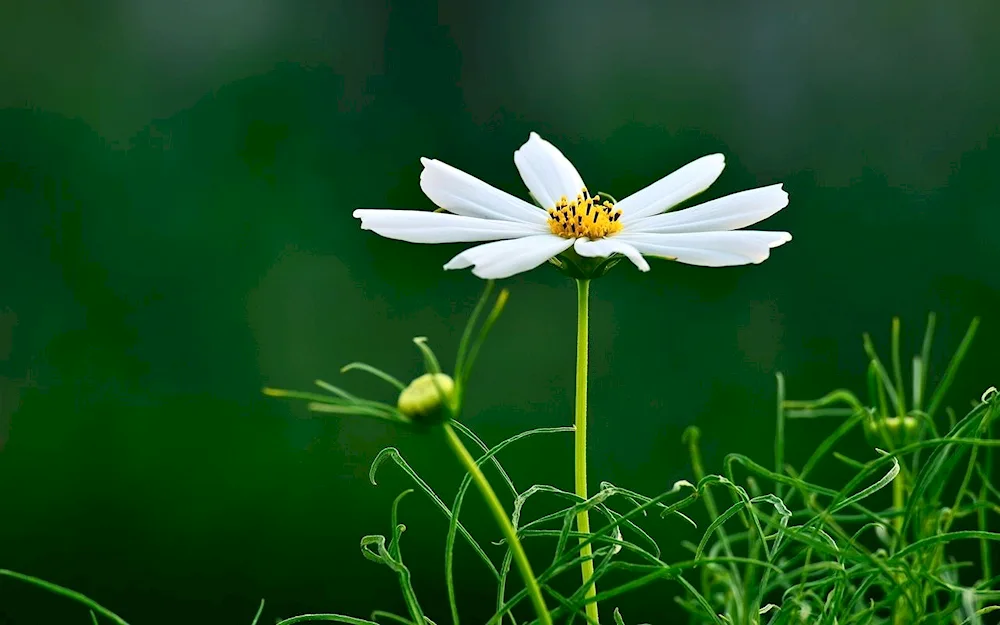 Daisy background