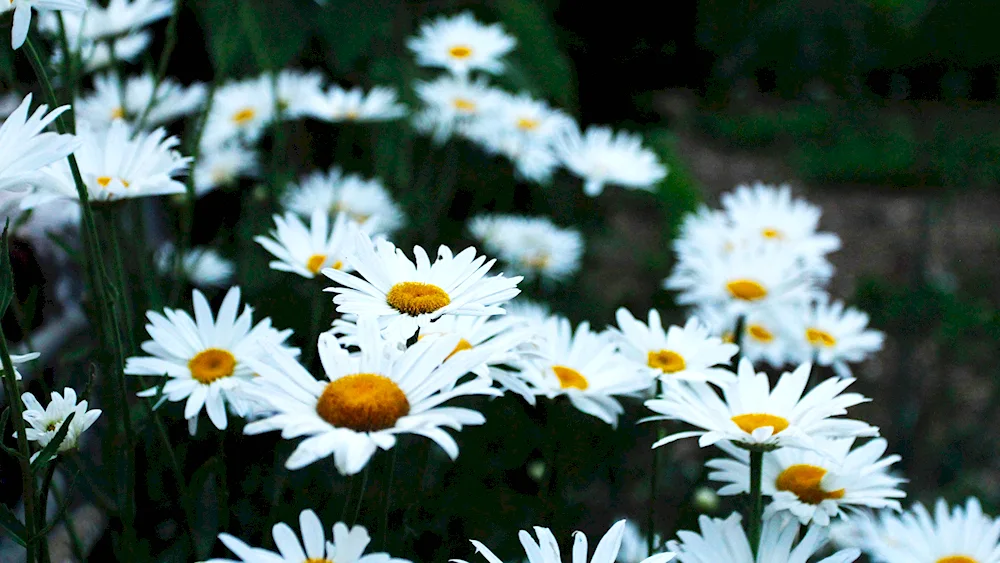 Daisy flowers