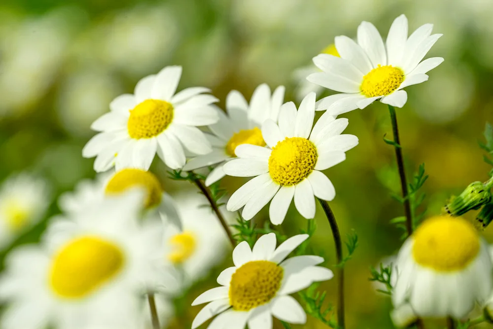 Daisy Flower