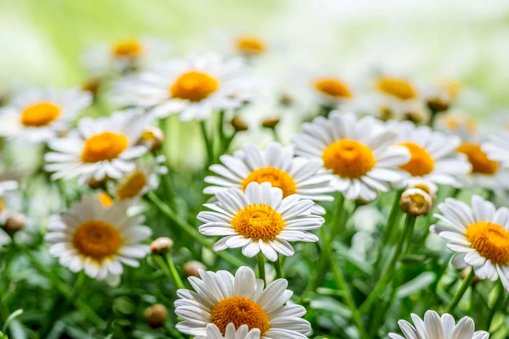 Daisy Flower