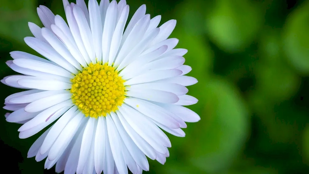 Daisy Flowers