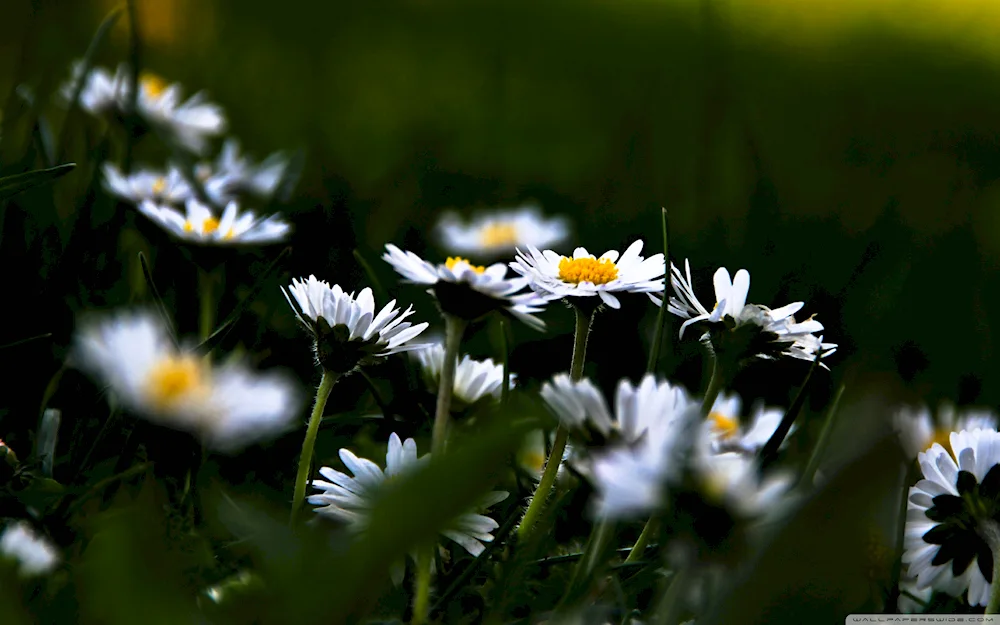 Chamomile background