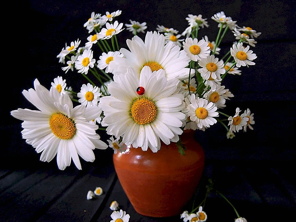 Chamomile matricaria