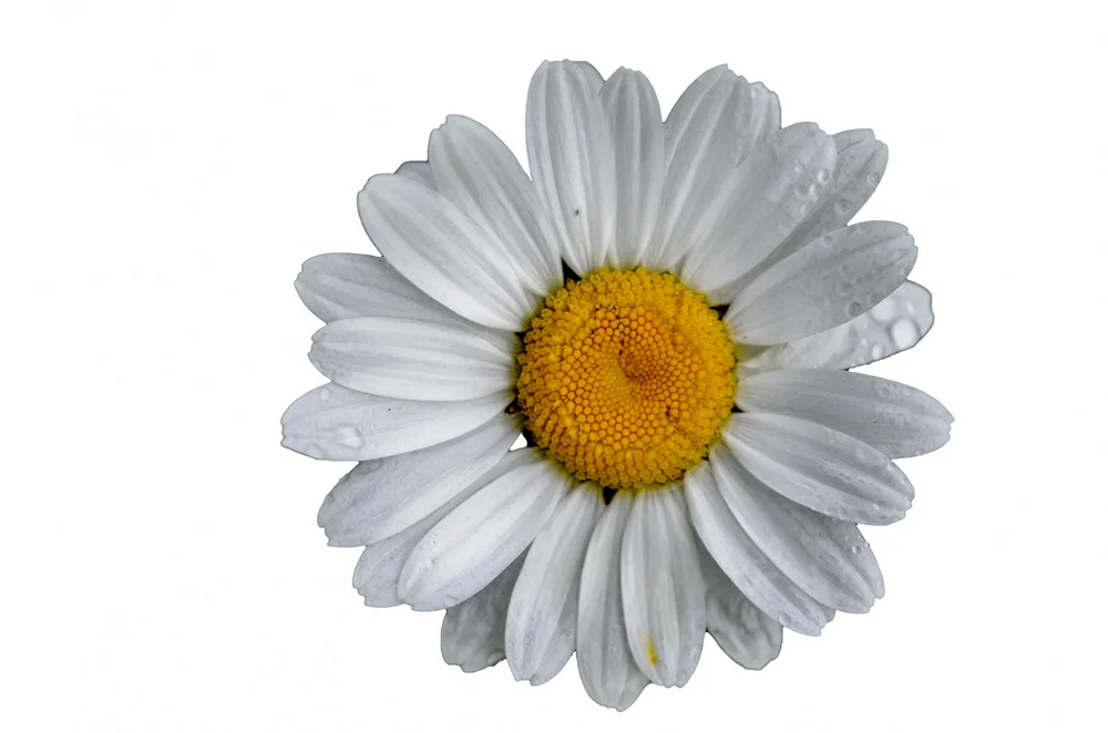 Common Chamomile