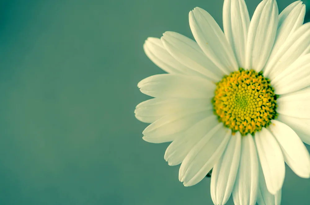 Daisy Chamomile