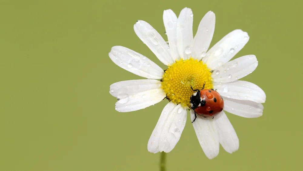 Chamomile