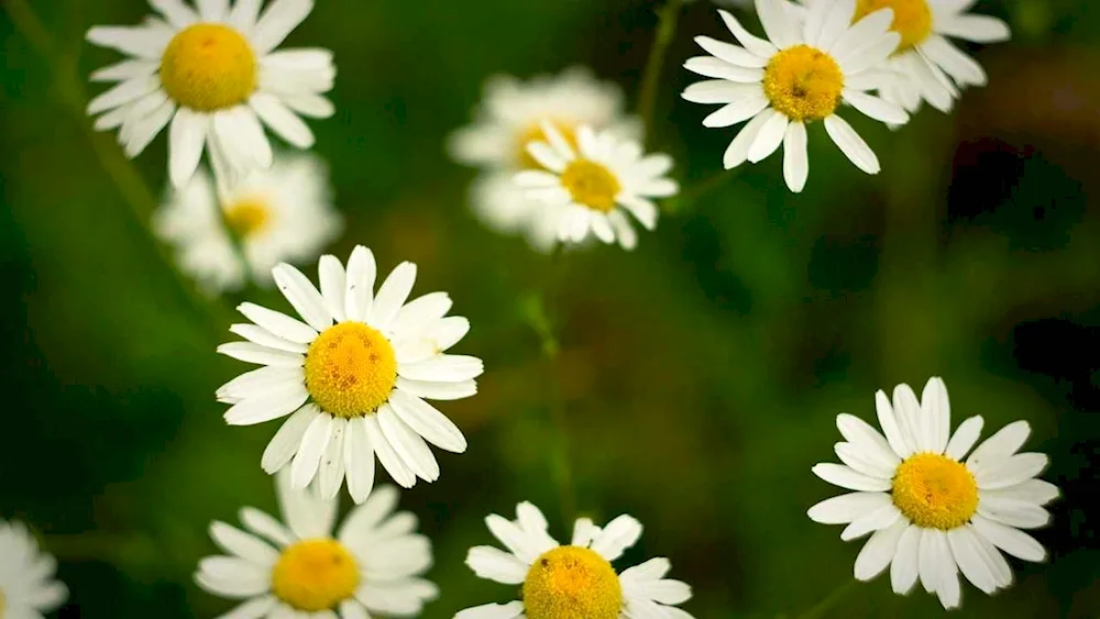 Daisy Flower